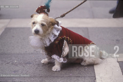 Venice Carnival, about 1990. Small dog in Carnival costume / Carnevale di Venezia, 1990 circa. Cane in maschera - ©Marcello Mencarini/Rosebud2