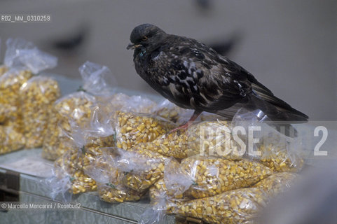 Venice, Pigeons / Venezia, Piccioni - ©Marcello Mencarini/Rosebud2
