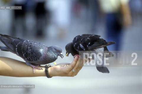Venice, Pigeons / Venezia, Piccioni - ©Marcello Mencarini/Rosebud2
