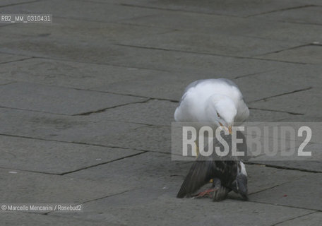 Venezia, Piazza San Marco, dicembre 2003. Gabbiano (magoga, in dialetto veneziano) e piccione / Venice, St. Marks Square, December 2003. Seagull (magoga, in Venetian dialect) and pigeon - ©Marcello Mencarini/Rosebud2