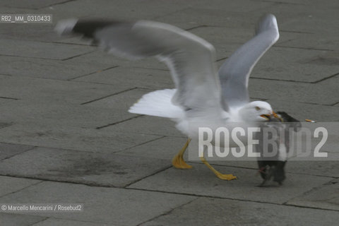 Venezia, Piazza San Marco, dicembre 2003. Gabbiano (magoga, in dialetto veneziano) e piccione / Venice, St. Marks Square, December 2003. Seagull (magoga, in Venetian dialect) and pigeon - ©Marcello Mencarini/Rosebud2