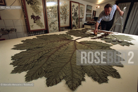 Turin, December 6, 2000. British artist Stuart Thornton in his studio where he composes his botanicals / Torino, 6 dicembre 2000. Lartista inglese Stuart Thornton nel suo studio dove compone i suoi erbari - ©Marcello Mencarini/Rosebud2