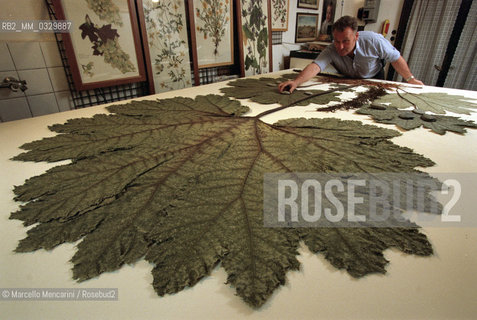 Turin, December 6, 2000. British artist Stuart Thornton in his studio where he composes his botanicals / Torino, 6 dicembre 2000. Lartista inglese Stuart Thornton nel suo studio dove compone i suoi erbari - ©Marcello Mencarini/Rosebud2