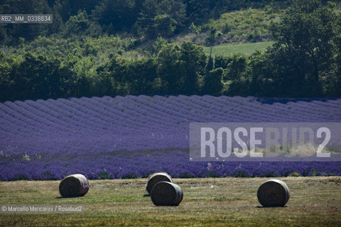 Lavender fields near Sault in Provence, France / Campi di lavanda vicino a Sault in Provenza, Francia - ©Marcello Mencarini/Rosebud2