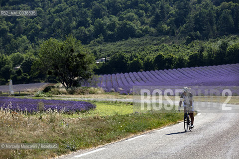 Lavender fields near Sault in Provence, France / Campi di lavanda vicino a Sault in Provenza, Francia - ©Marcello Mencarini/Rosebud2