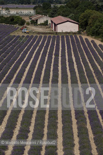 Lavender fields near Sault in Provence, France / Campi di lavanda vicino a Sault in Provenza, Francia - ©Marcello Mencarini/Rosebud2