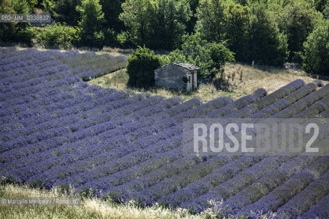 Lavender fields near Sault in Provence, France / Campi di lavanda vicino a Sault in Provenza, Francia - ©Marcello Mencarini/Rosebud2