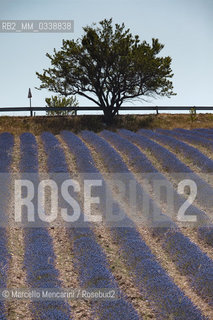 Lavender fields near Sault in Provence, France / Campi di lavanda vicino a Sault in Provenza, Francia - ©Marcello Mencarini/Rosebud2