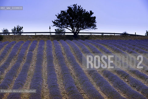 Lavender fields near Sault in Provence, France / Campi di lavanda vicino a Sault in Provenza, Francia - ©Marcello Mencarini/Rosebud2