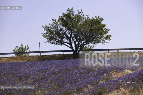 Lavender fields near Sault in Provence, France / Campi di lavanda vicino a Sault in Provenza, Francia - ©Marcello Mencarini/Rosebud2