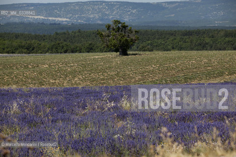 Lavender fields near Sault in Provence, France / Campi di lavanda vicino a Sault in Provenza, Francia - ©Marcello Mencarini/Rosebud2