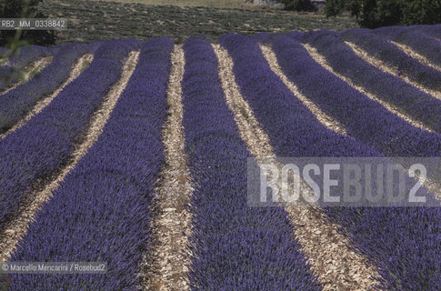 Lavender fields near Sault in Provence, France / Campi di lavanda vicino a Sault in Provenza, Francia - ©Marcello Mencarini/Rosebud2