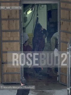 Arles, France, Feria du riz. Bull hanging in the butcher of the arena after a bullfight / Arles, Francia, Feria du riz. Toro appeso nella macelleria dellarena dopo una corrida - ©Marcello Mencarini/Rosebud2