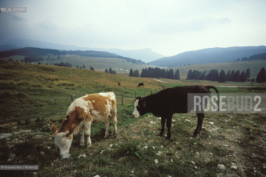 VENETO, ALTOPIANO DI ASIAGO ( VICENZA) :  PASCOLI  © 2002 Graziano Arici/Rosebud2 / GEO / MONTAGNA / MUCCA / AGRICOLTURA / ALLEVAMENTO