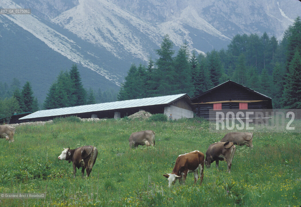 VENETO, PASCOLI NEL CADORE (BELLUNO)  -  © 2002 Graziano Arici/Rosebud2 / GEO / MUCCA