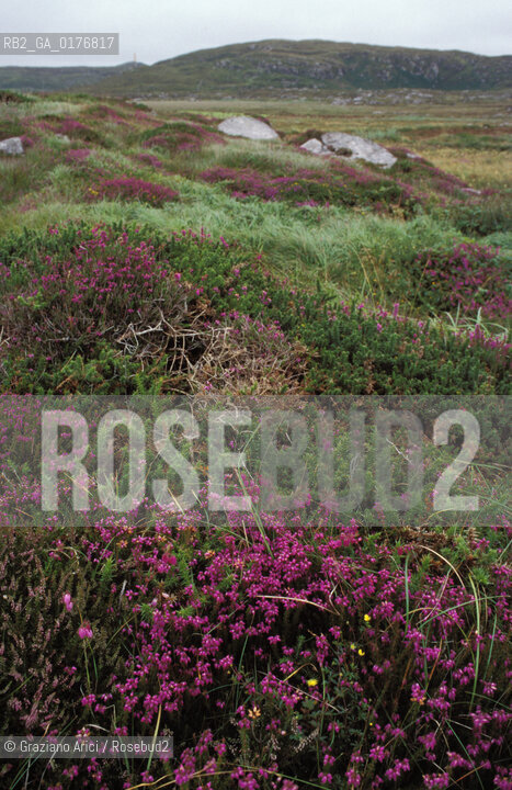 IRLANDA (CONNEMARA) BRUGHIERA  - © 2002 Graziano Arici/Rosebud2 / GEO