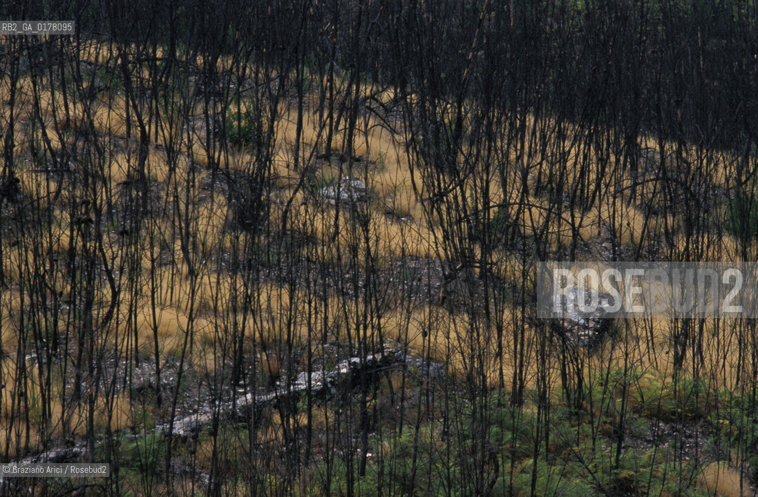 PORTOGALLO, (TRAS-OS-MONTES) BOSCHI BRUCIATI   @ 2002 Graziano Arici/Rosebud2 / INCENDIO / GEO