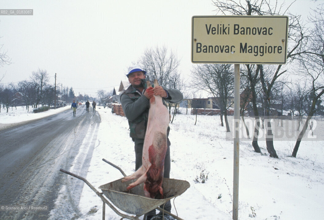 ( CROAZIA ) SLAVONIA : IL PAESE DI MINORANZA ITALIANA DI VELIKI BANOVAC  ( BANOVAC MAGGIORE ) - © 1995 Graziano Arici/Rosebud2 / GEO / LINGUA / MAIALE / GASTRONOMIA
