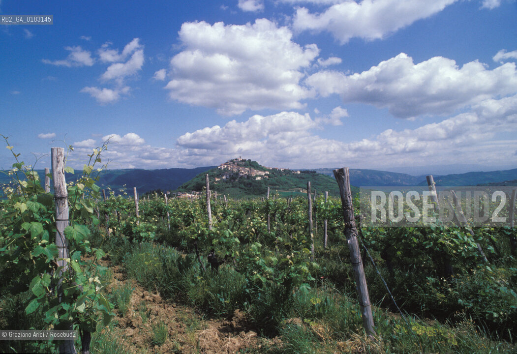 ( CROAZIA  ) ISTRIA - MONTONA ( MOTOVUN ) : PANORAMA CON VIGNE - © 2001 Graziano Arici/Rosebud2 / GEO / LINGUA / MINORANZA