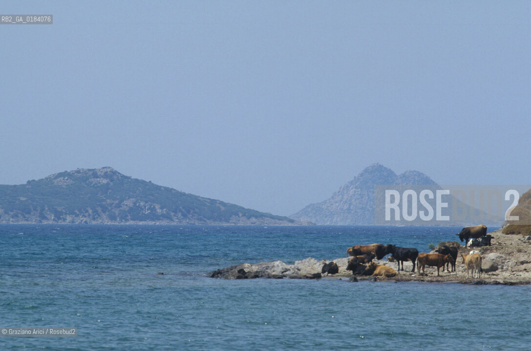 ( TURCHIA ) BODRUM : LA COSTA  -  © 1986 Graziano Arici/Rosebud2 / GEO /