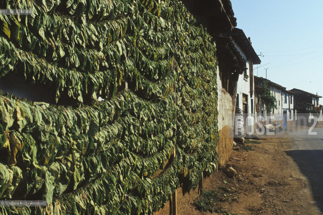 ( TURCHIA ) ANATOLIA :  TABACCO MESSO AD ESSICCARE  -  © 1986 Graziano Arici/Rosebud2 / GEO