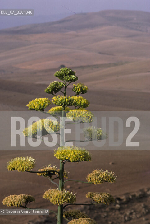 ( MAROCCO ) CAMPAGNA ATTORNOA MOULAY IDRISS   - © 1996 Graziano Arici/Rosebud2 / GEO /