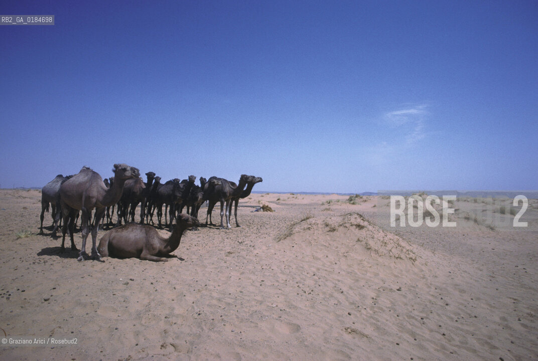 ( MAROCCO ) MAROCCO DEL SUD : ZONA PRESEDERTICA DEL TAFILALET  - OASI DI RISSANI - © 1996 Graziano Arici/Rosebud2 / GEO / ERG CHEBBI / DUNE