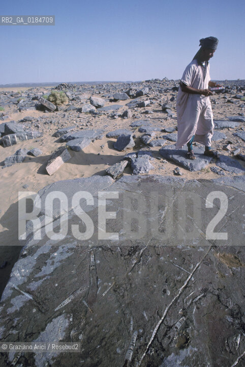 ( MAROCCO ) MAROCCO DEL SUD : ZONA PRESEDERTICA DEL TAFILALET  - OASI DI RISSANI - © 1996 Graziano Arici/Rosebud2 / GEO / ERG CHEBBI / RESTI FOSSILI