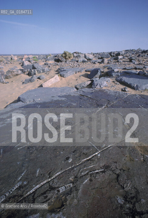 ( MAROCCO ) MAROCCO DEL SUD : ZONA PRESEDERTICA DEL TAFILALET  - OASI DI RISSANI - © 1996 Graziano Arici/Rosebud2 / GEO / ERG CHEBBI / RESTI FOSSILI