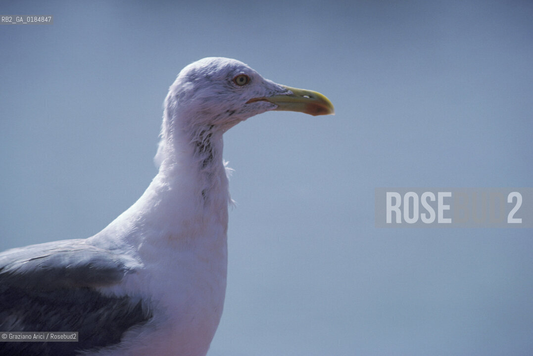 ( MAROCCO ) COSTA ATLANTICA : PORTO DI ESSAOUIRA - © 1996 Graziano Arici/Rosebud2 / GEO / GABBIANO