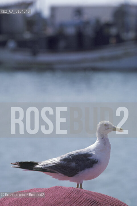 ( MAROCCO ) COSTA ATLANTICA : PORTO DI ESSAOUIRA - © 1996 Graziano Arici/Rosebud2 / GEO / GABBIANO