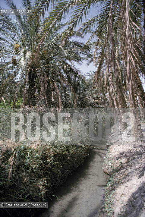 ( TUNISIA ) TOZEUR : OASI  - © 1996 Graziano Arici/Rosebud2 / GEO /