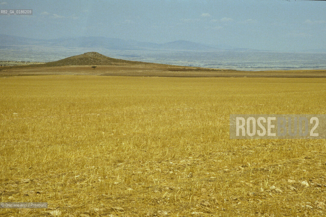 ( SPAGNA  ) ANDALUSIA  CAMPO DI GRANO © 1980 Graziano Arici/Rosebud2 / GEO  GIALLO