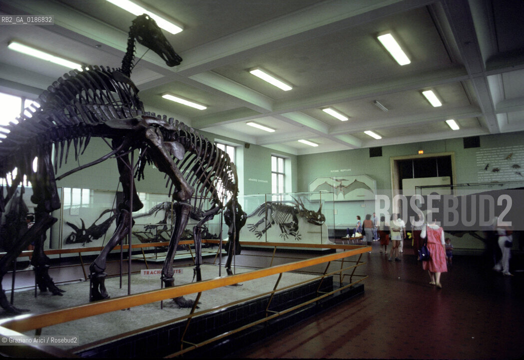 ( STATI UNITI DAMERICA - USA  ) NEW YORK CITY : THE AMERICAN  MUSEUM OF NATURAL HISTORY  - © 1986 Graziano Arici/Rosebud2 / GEO / MUSEO
