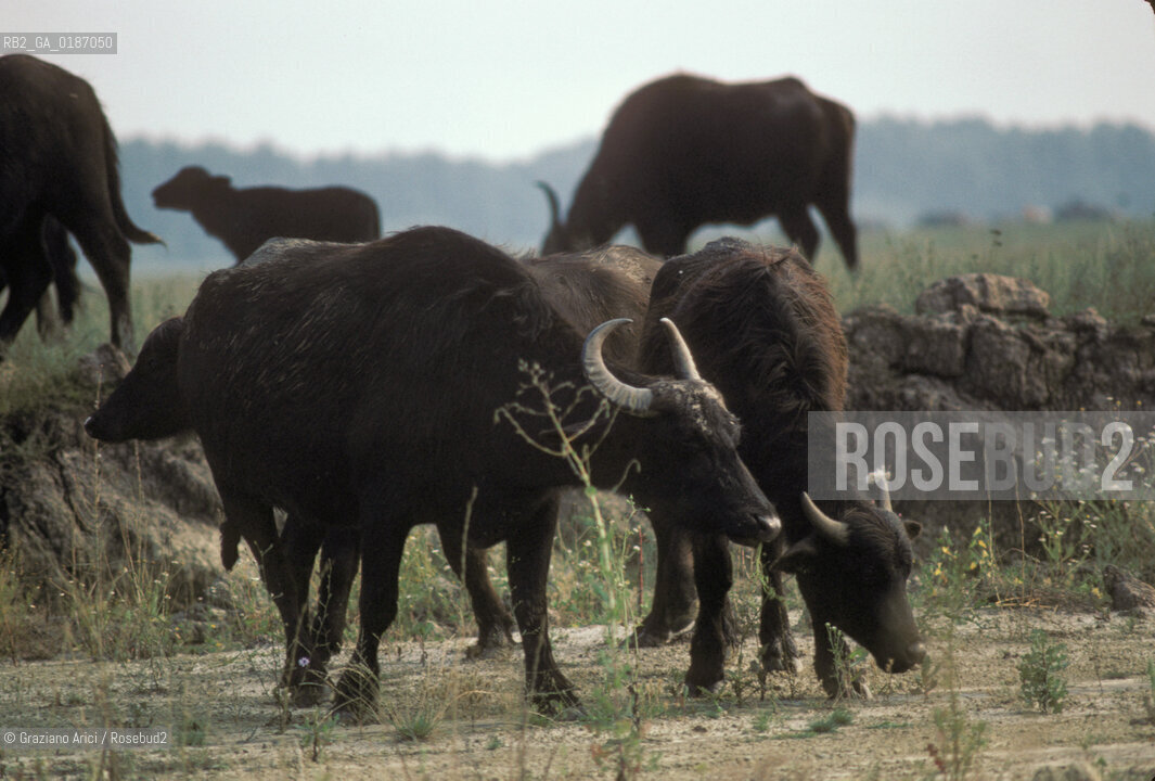 ( UNGHERIA  ) LA PUSZTA DI HORTOBAGY   BUFALI © 2000 Graziano Arici/Rosebud2 / GEO