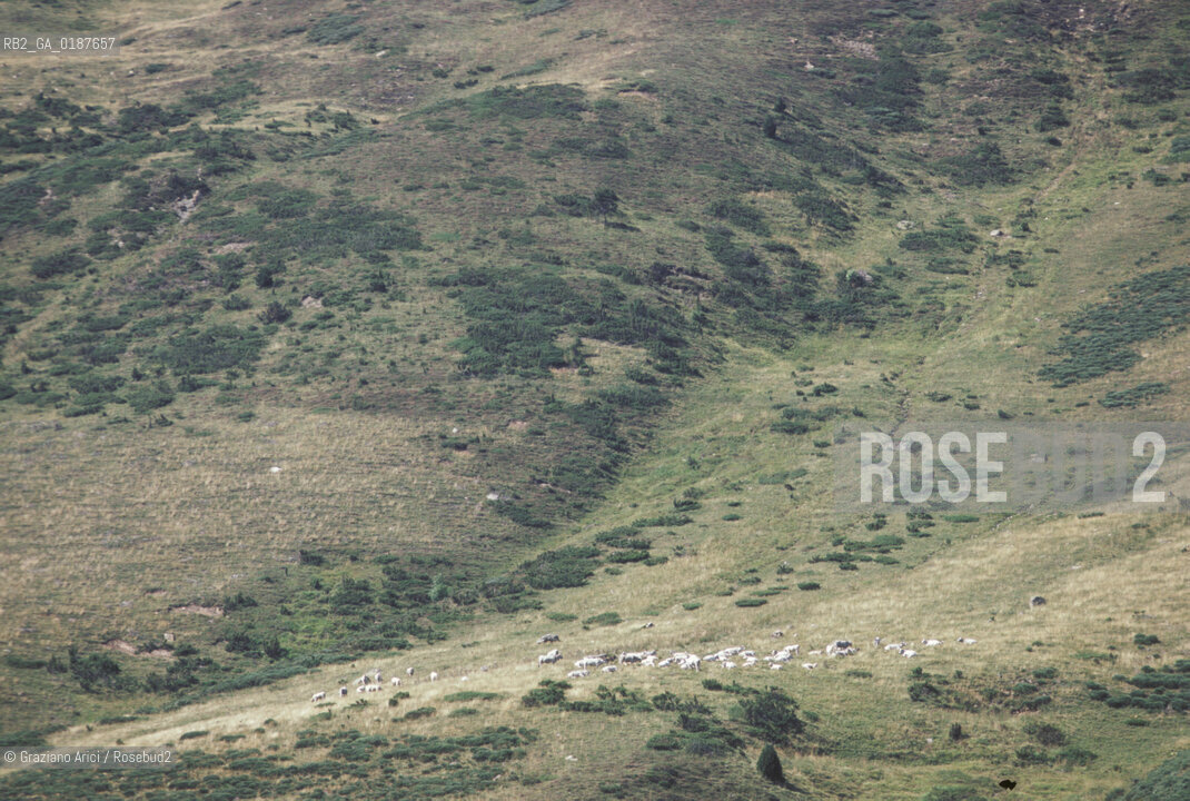 (  ANDORRA  ) ANDORRA : GREGGE  © 2002 Graziano Arici/Rosebud2 / GEO PIRENEI