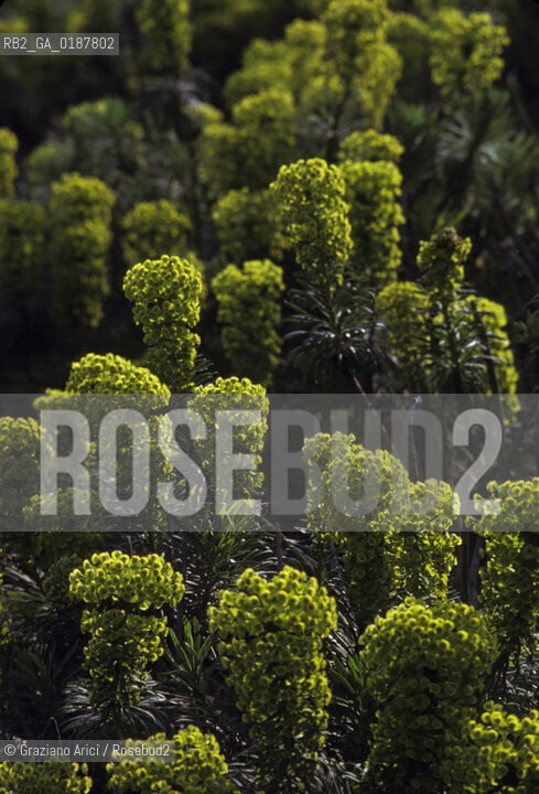 ( GRECIA  ) CORINTO : FIORI  - © 1990 Graziano Arici/Rosebud2 / GEO / PELOPPONESO