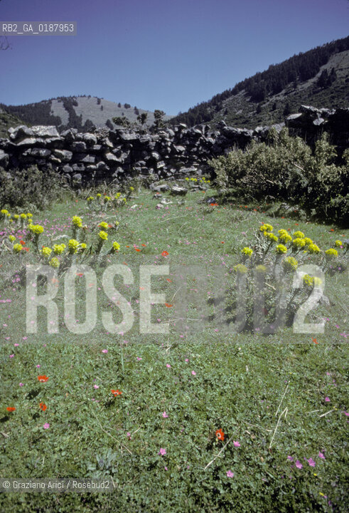 ( GRECIA  ) OLIMPIA : FIORI  © 1990 Graziano Arici/Rosebud2 / GEO / PELOPPONESO / ELIDE