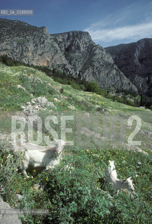 ( GRECIA  ) DELFI : IL MONTE PARNASO  © 1990 Graziano Arici/Rosebud2 / GEO / FOCIDE