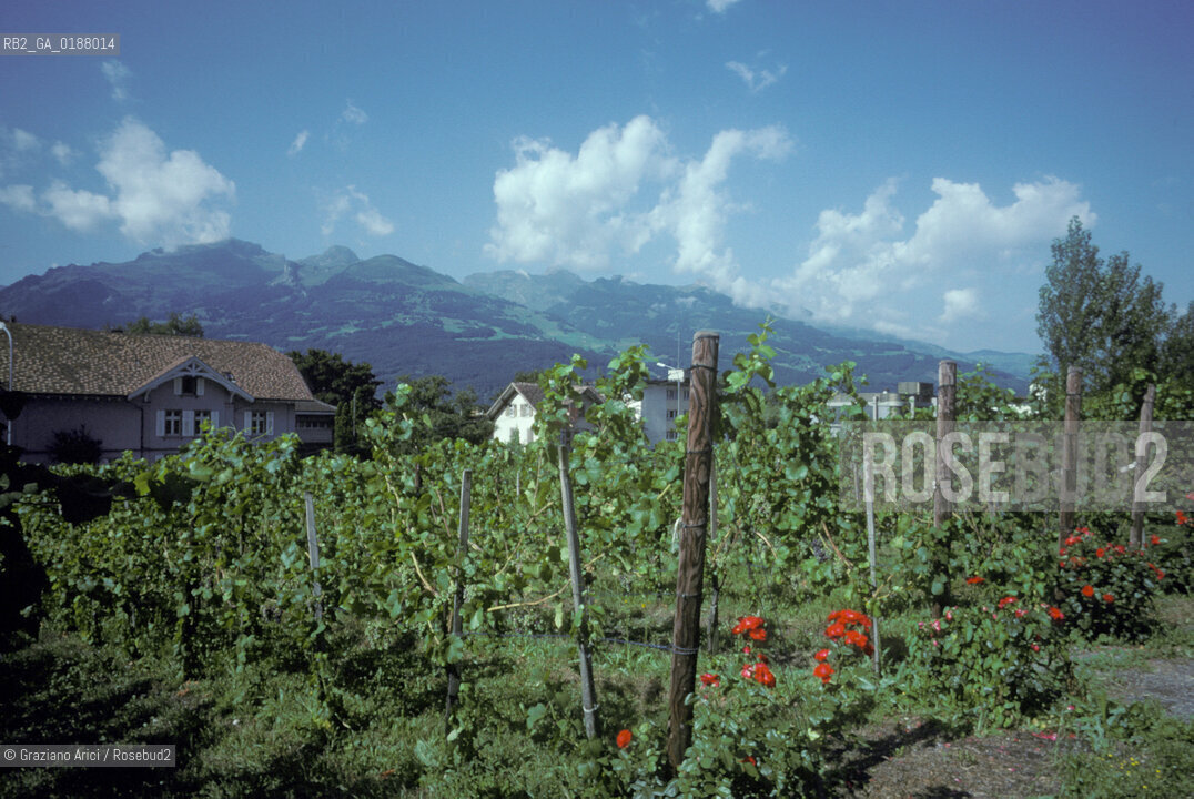 ( PRINCIPATO DEL LIECHTENSTEIN  ) VADUZ : VIGNETI  © 2002 Graziano Arici/Rosebud2 / GEO