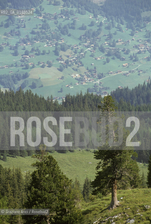 ( SVIZZERA CONFEDERAZIONE ELVETICA  ) CANTONE DI BERNA  ALPEGGI DELLO JUNGFRAU   © 1995 Graziano Arici/Rosebud2 / GEO  MONTAGNA