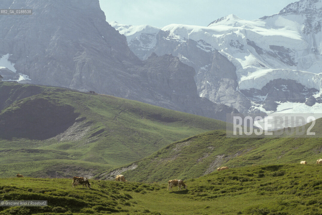 ( SVIZZERA CONFEDERAZIONE ELVETICA  ) CANTONE DI BERNA  ALPEGGI DEL JUNGFRAUJOCH   © 1995 Graziano Arici/Rosebud2 / GEO MONTAGNA