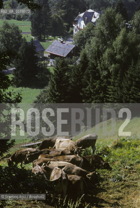 ( SVIZZERA CONFEDERAZIONE ELVETICA  ) CANTONE DI VAUD  VILLAGGIO DI LES AVANTS : MANDRIA DI MUCCHE  © 1995 Graziano Arici/Rosebud2 / GEO