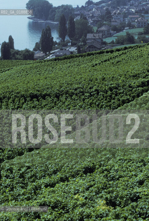 ( SVIZZERA CONFEDERAZIONE ELVETICA  )  CANTONE DI VAUD VEVEY  : VIGNETI  E LAGO DI GINEVRA © 1995 Graziano Arici/Rosebud2 / GEO / VINO