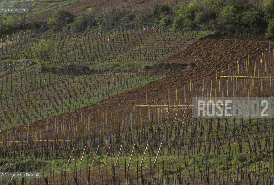 ( FRANCIA  )  ALSAZIA VIGNETI  © 1999 Graziano Arici/Rosebud2 / GEO