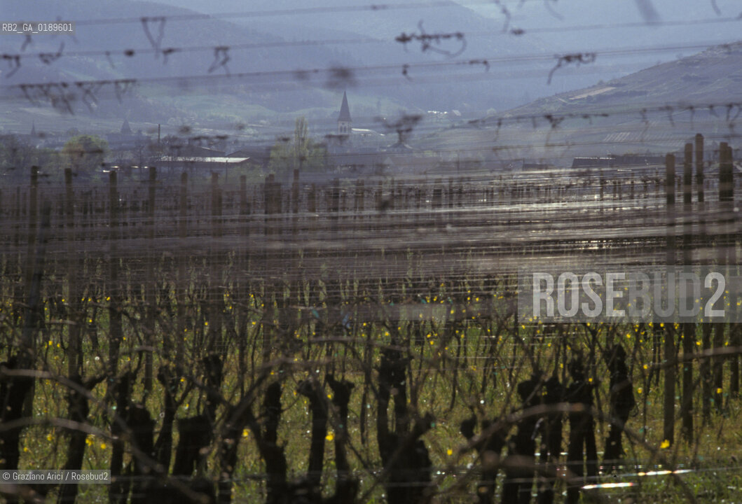 ( FRANCIA  )  ALSAZIA VIGNETI  © 1999 Graziano Arici/Rosebud2 / GEO