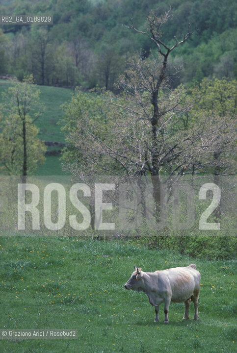 ( FRANCIA  )  MIDI-PYRENEES  ALTIPIANO DELLAUBRAC  © 1999 Graziano Arici/Rosebud2 / GEO