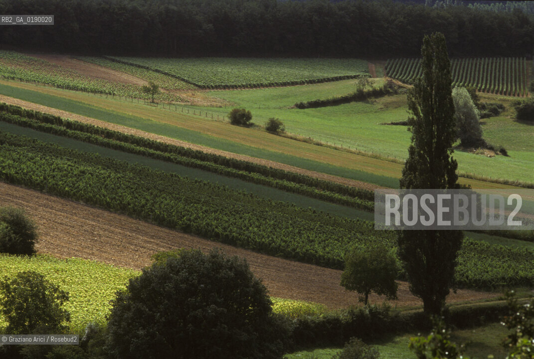 ( FRANCIA  )  BORGOGNA  PAESAGGIO CON VIGNE © 1999 Graziano Arici/Rosebud2 / GEO VINO
