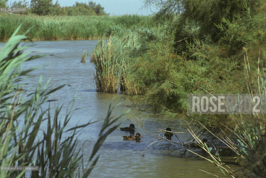 ( FRANCIA  )  PROVENCE-ALPES-COTE DAZUR PARCO NATURALE DELLA CAMARGUE : ANATRE © 1999 Graziano Arici/Rosebud2 / GEO UCCELLO