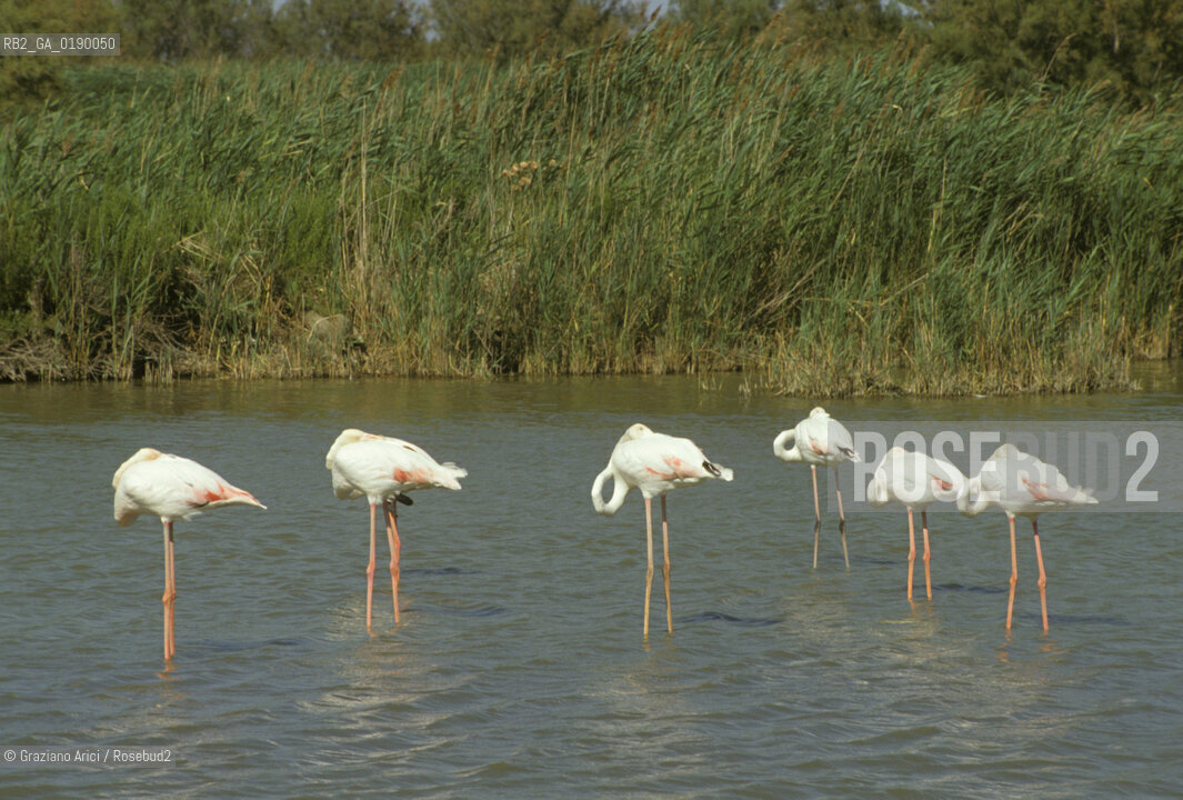 ( FRANCIA  )  PROVENCE-ALPES-COTE DAZUR PARCO NATURALE DELLA CAMARGUE : FLAMANT ROSE FENICOTTERI © 1999 Graziano Arici/Rosebud2 / GEO UCCELLO
